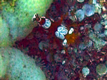 Photo: M. Levin; See a larger picture